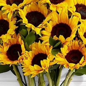 Meet your Posher, Sandy